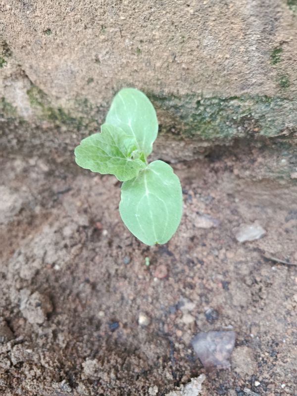 Identificação da planta Melancia por foto