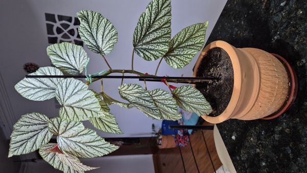 Identificação da planta Begônia por foto