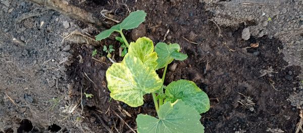 Identificação da planta Abóbora por foto