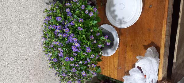 Identificação da planta Violeta-de-persa por foto