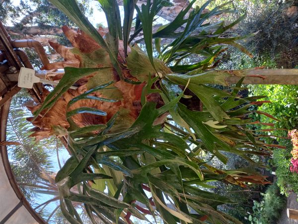 Identificação da planta Samambaia-de-chifre por foto