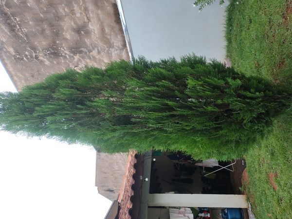 Identificação da planta Pinho por foto