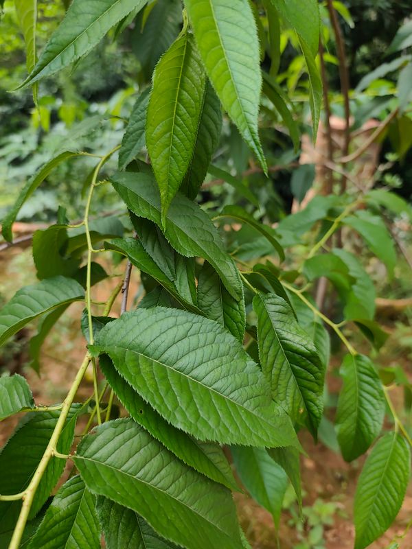 Identificação da planta olmo por foto