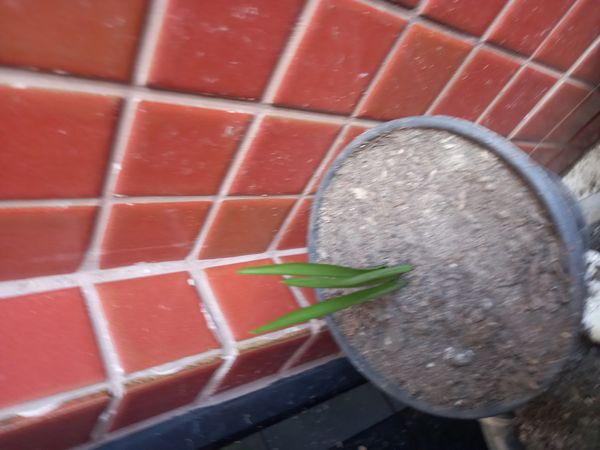 Identificação da planta Jacinto por foto