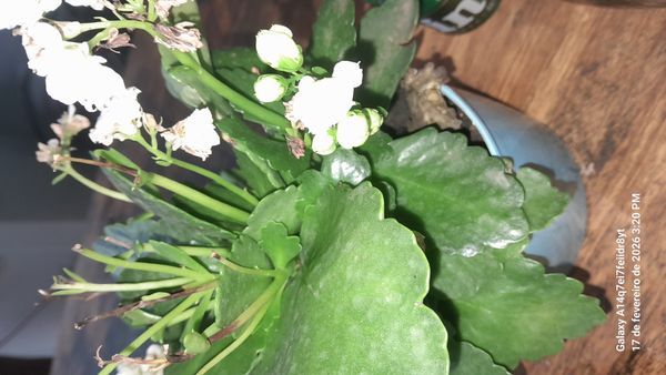 Identificação da planta Calandiva por foto