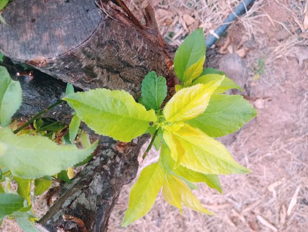 Identificação da planta Cerejeira-do-japão por foto
