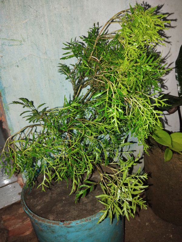 Identificação da planta Bonsai-Havaí por foto