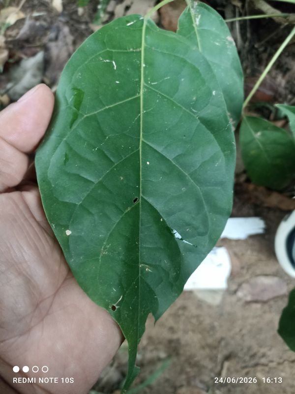 Identificação da planta Ipê Rosa por foto