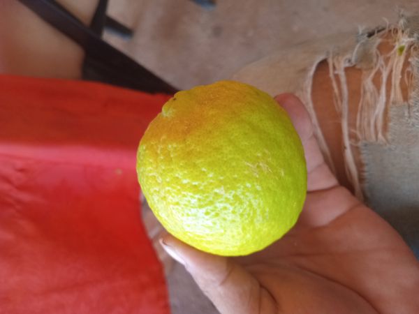 Identificação da planta Limão siciliano por foto