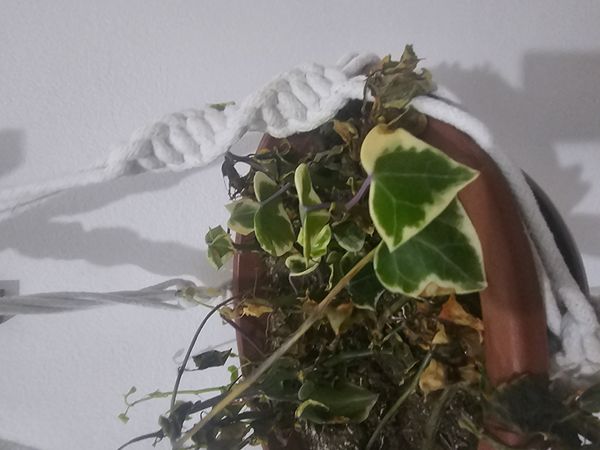 Identificação da planta Jiboia falsa por foto