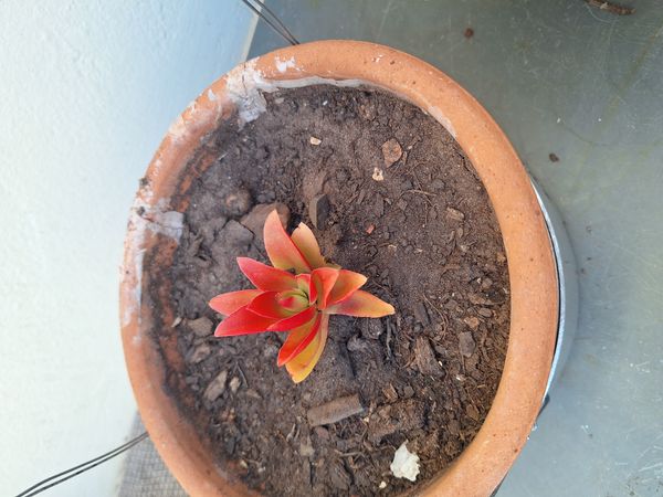 Identificação da planta Colar-de-batom por foto