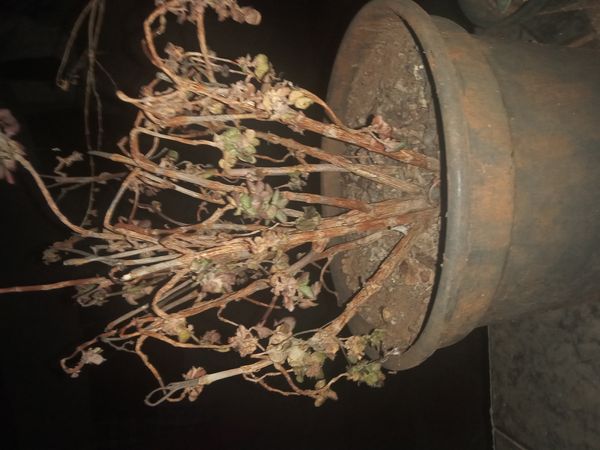 Identificação da planta Aeônio por foto