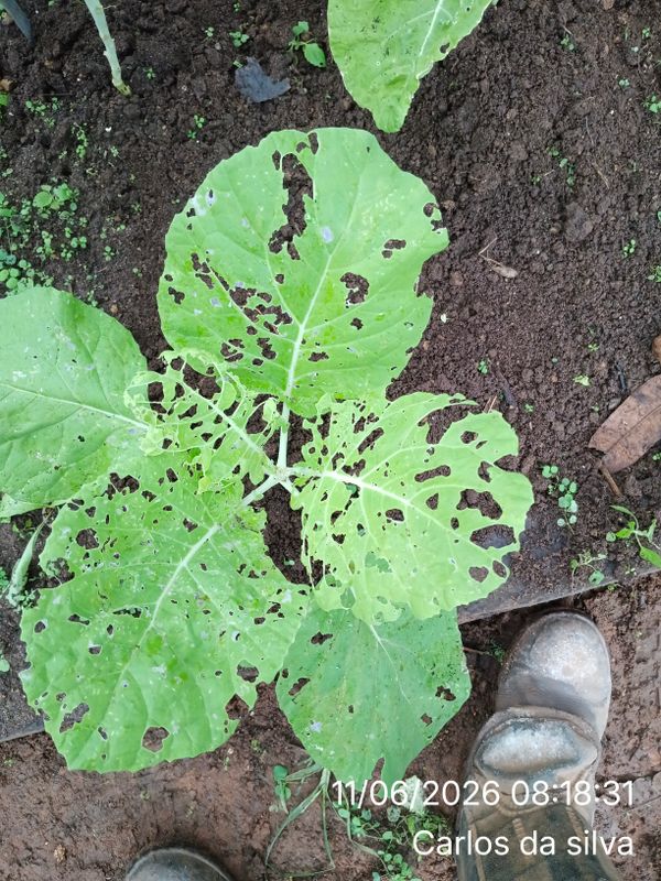 Identificação da planta Couve por foto