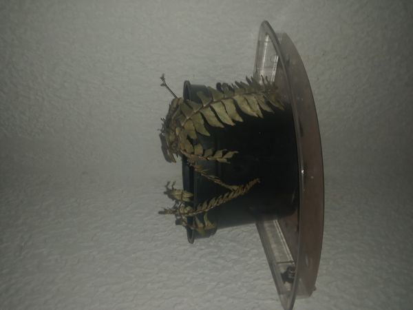 Identificação da planta avenca por foto