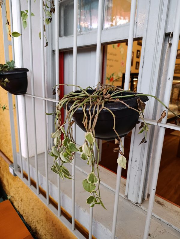 Identificação da planta Oriri por foto