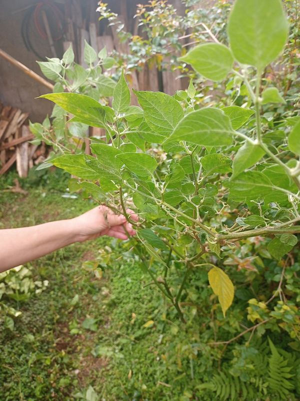 Identificação da planta Pimenta dedo de moça por foto