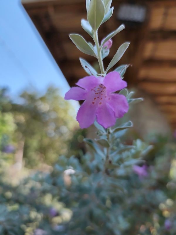 Identificação da planta Sálvia-do-Texas por foto