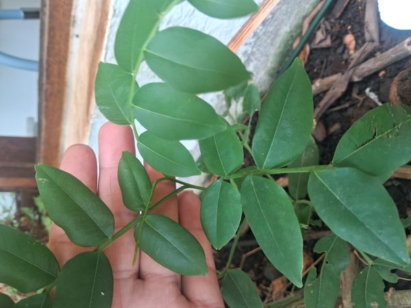 Identificação da planta Gliricídia por foto