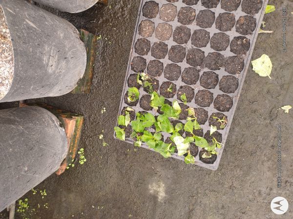 Identificação da planta Alface por foto