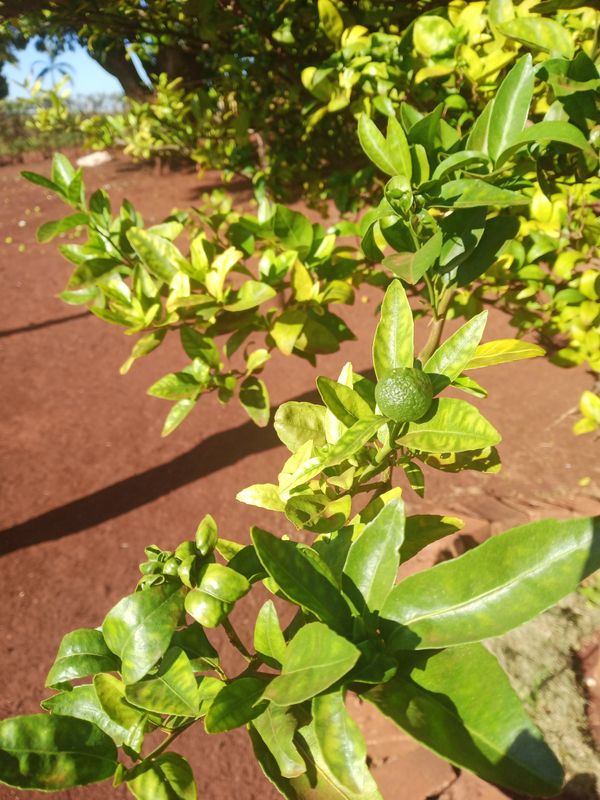 Identificação da planta Limão galego por foto