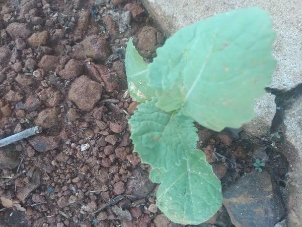 Identificação da planta Canola por foto