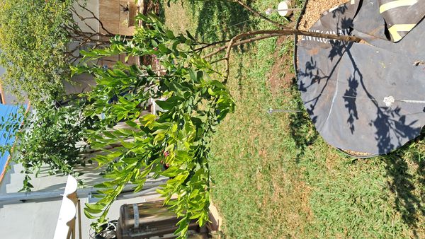 Identificação da planta Limão galego por foto