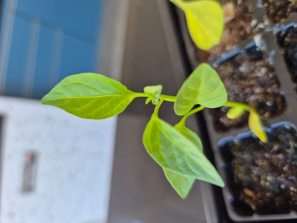 Identificação da planta Malagueta por foto