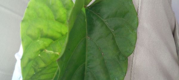 Identificação da planta Insulina por foto