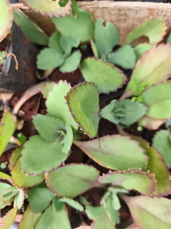 Identificação da planta Mãe de mil por foto