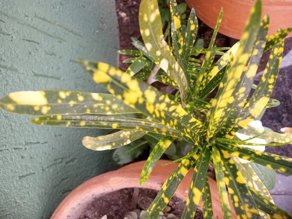 Identificação da planta Cróton por foto