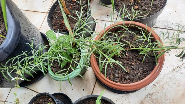 Identificação da planta Estragão por foto