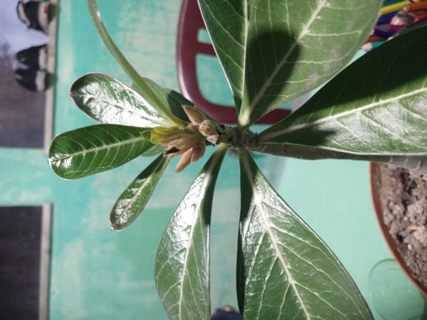 Identificação da planta Rosa do deserto por foto