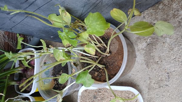 Identificação da planta Melancia por foto