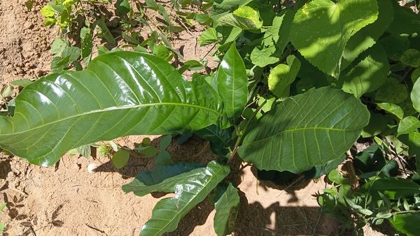 Identificação da planta Gameleira-branca por foto