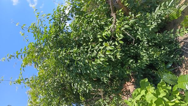 Identificação da planta Não possui nome popular no Brasil por foto