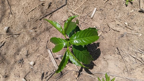 Identificação da planta Sem nome popular registrado por foto