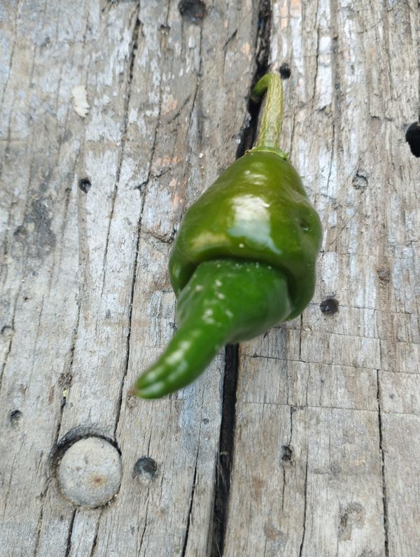 Identificação da planta Pimenta por foto