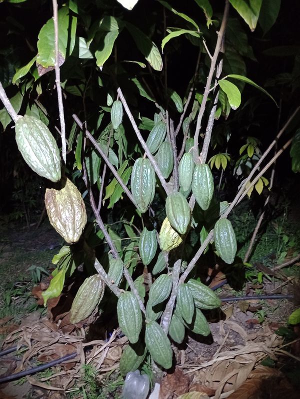 Identificação da planta Cacau por foto