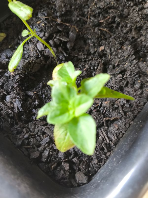 Identificação da planta Manjericão por foto