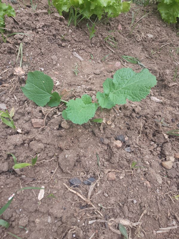 Identificação da planta Mostarda por foto