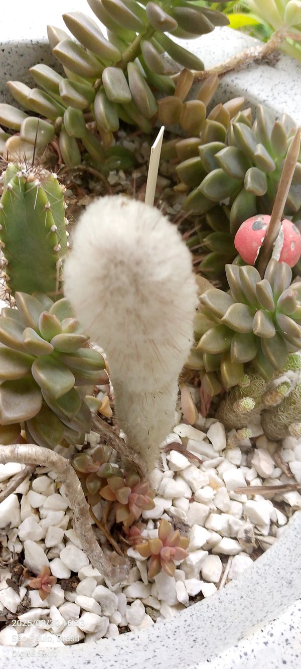 Identificação da planta Cabeca branca por foto