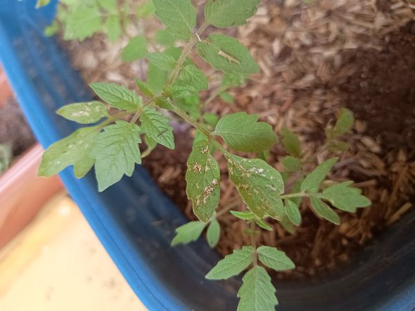 Identificação da planta Tomate cereja por foto