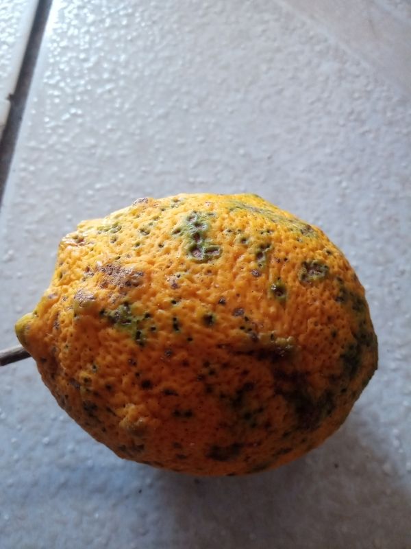 Identificação da planta Limão siciliano por foto