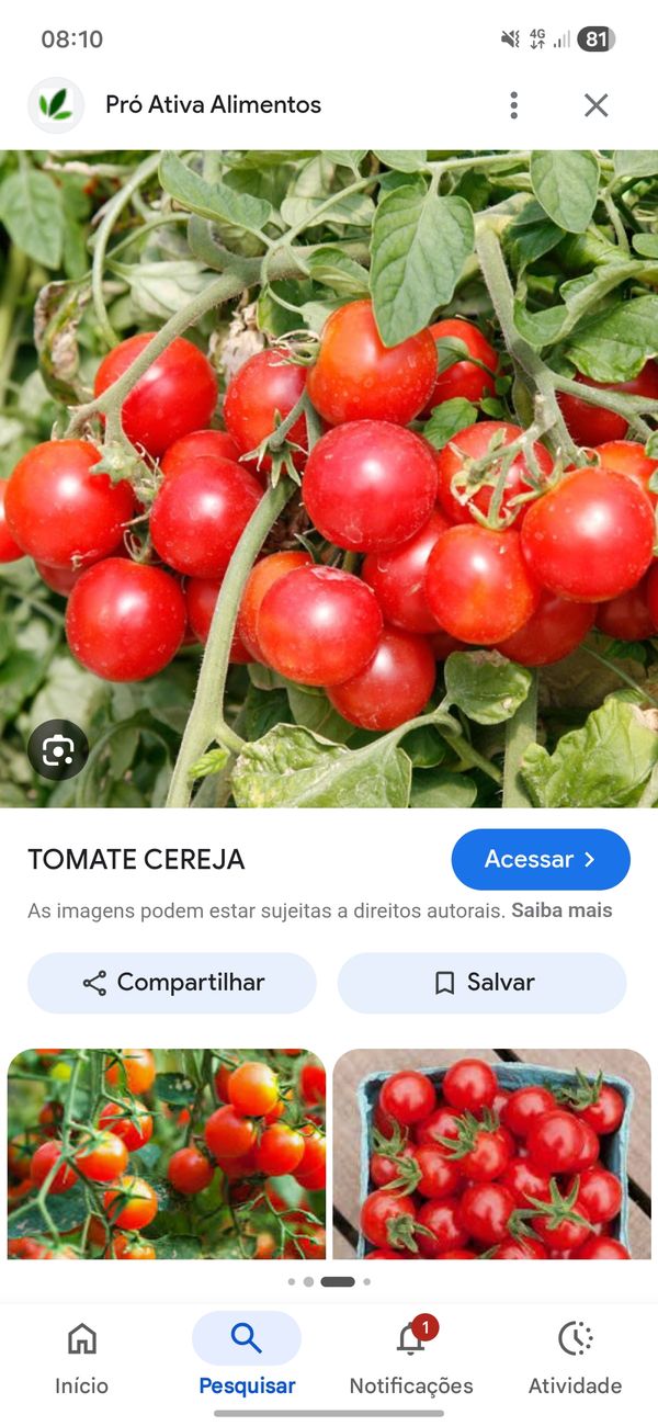 Identificação da planta Tomate por foto
