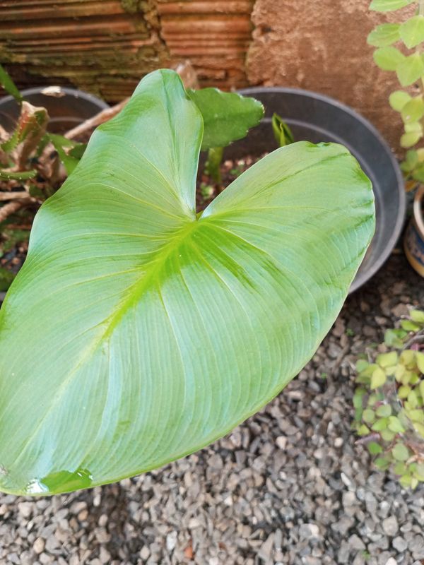 Identificação da planta Copo-de-leite por foto