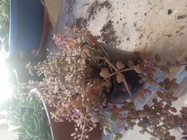 Identificação da planta Dinheiro-em-penca por foto