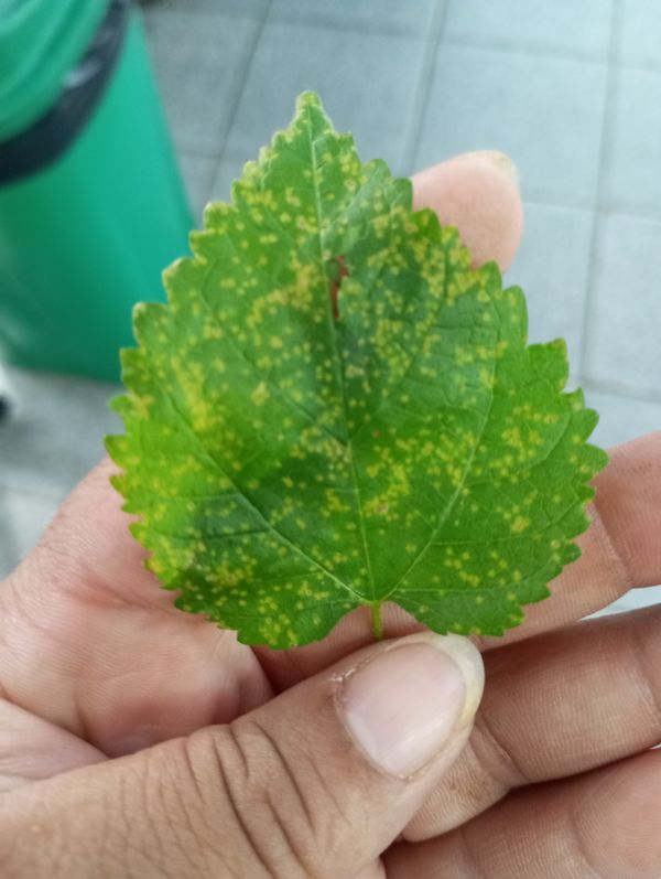 Identificação da planta Cabelo-de-negro por foto