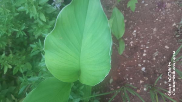 Identificação da planta Cúrcuma por foto