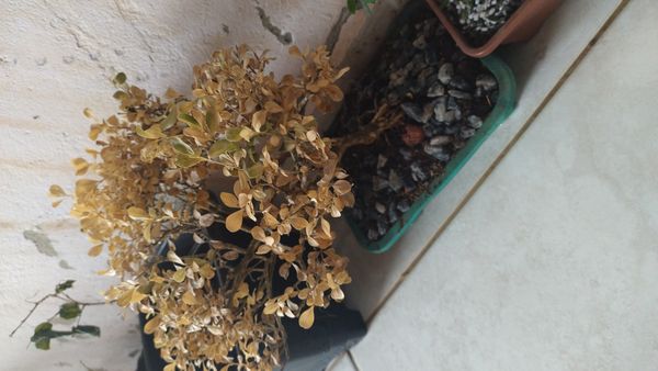 Identificação da planta Buxinho por foto