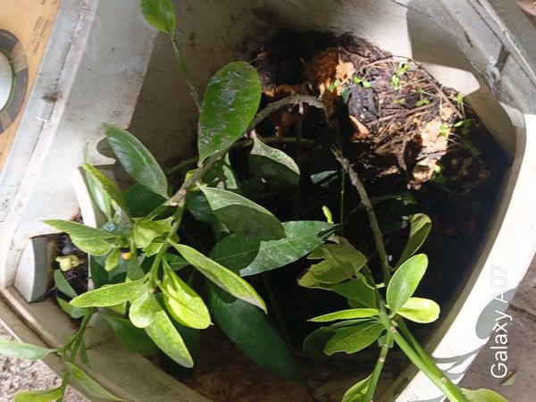 Identificação da planta Laranja Kinkan por foto